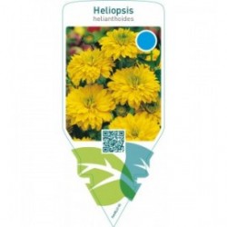 Heliopsis helianthoides  double