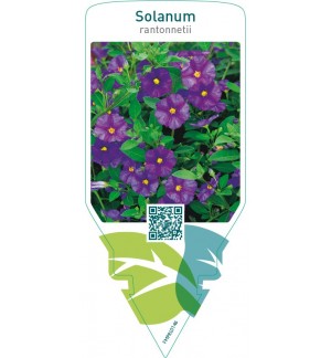 Solanum rantonnetii