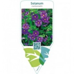 Solanum rantonnetii