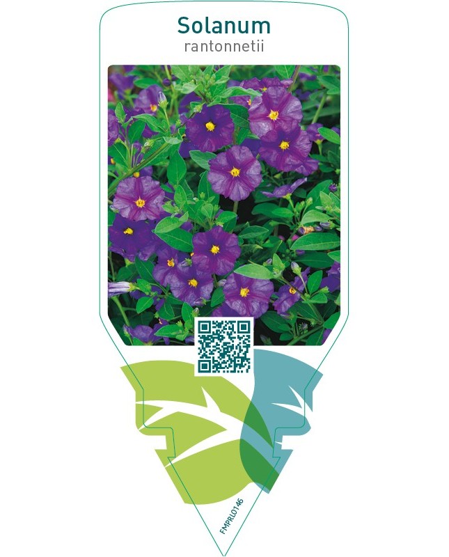 Solanum rantonnetii
