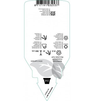 Etichette di Solanum rantonnetii *