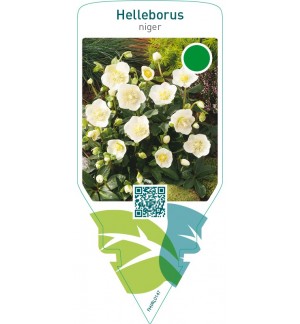 Helleborus niger
