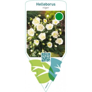 Helleborus niger