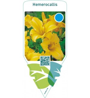 Hemerocallis  yellow