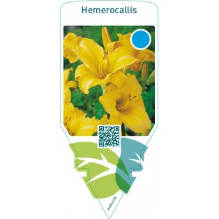 Hemerocallis  yellow