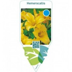 Hemerocallis  yellow