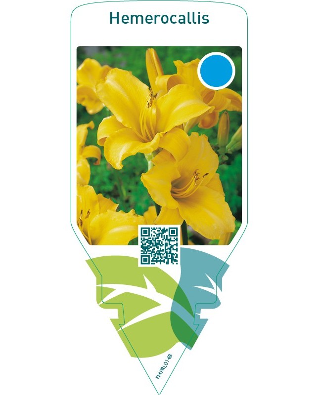 Hemerocallis  yellow