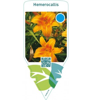 Hemerocallis  orange