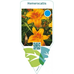 Hemerocallis  orange