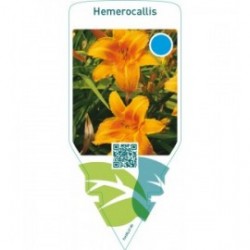 Hemerocallis  orange