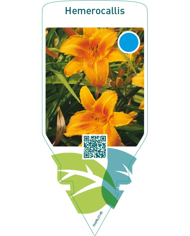 Hemerocallis  orange