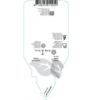 Etichette di Hemerocallis  orange *