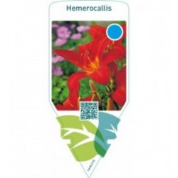 Hemerocallis  red