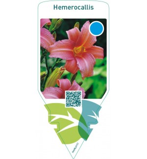 Hemerocallis  pink