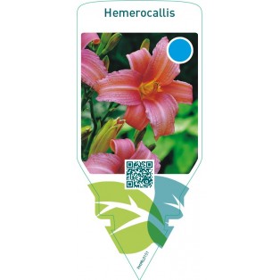 Hemerocallis  pink