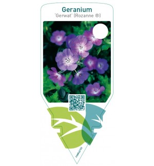 Geranium ‘Gerwat’