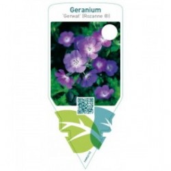 Geranium ‘Gerwat’