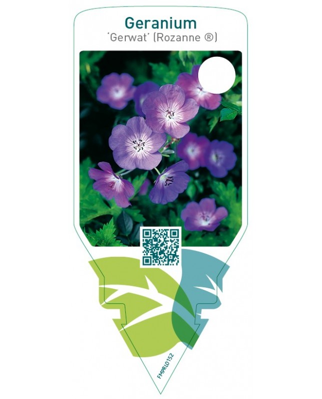 Geranium ‘Gerwat’