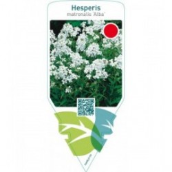 Hesperis matronalis ‘Alba’