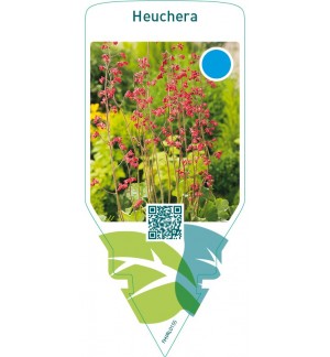 Heuchera  red