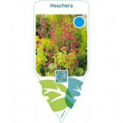 Heuchera  red
