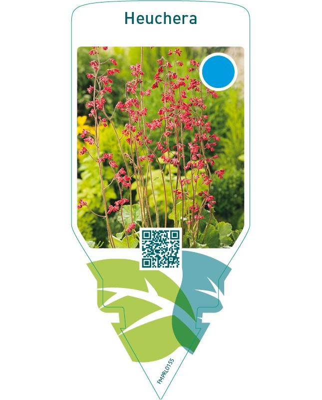 Heuchera  red