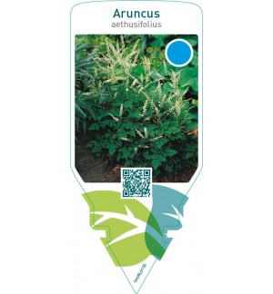 Aruncus aethusifolius