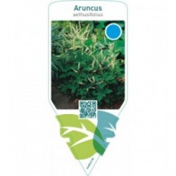 Aruncus aethusifolius