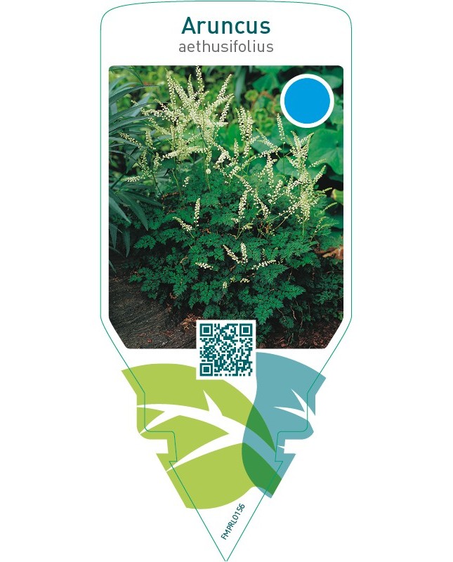 Aruncus aethusifolius