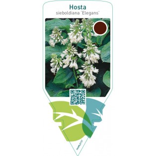 Hosta sieboldiana ‘Elegans’