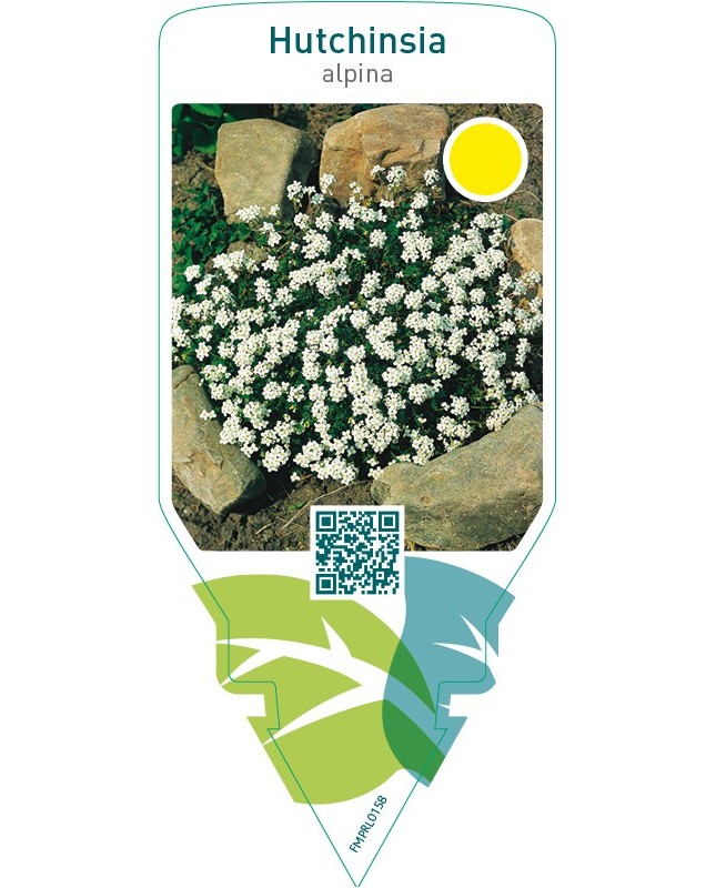 Hutchinsia alpina