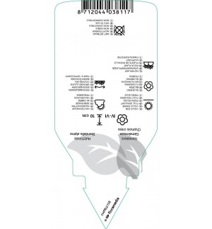 Etichette di Hutchinsia alpina *