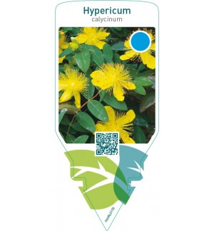 Hypericum calycinum