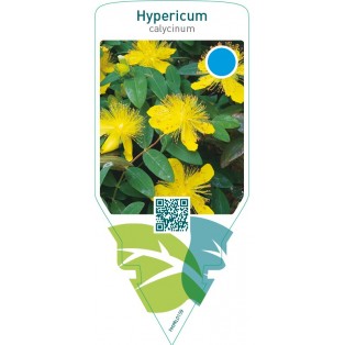 Hypericum calycinum