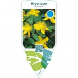 Hypericum calycinum