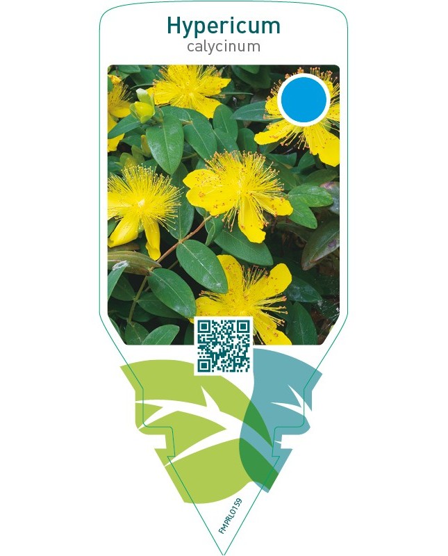 Hypericum calycinum