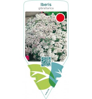 Iberis gibraltarica