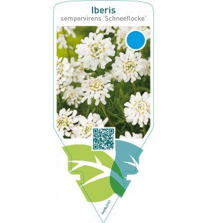 Iberis sempervirens ‘Schneeflocke’