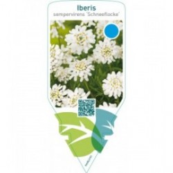 Iberis sempervirens ‘Schneeflocke’