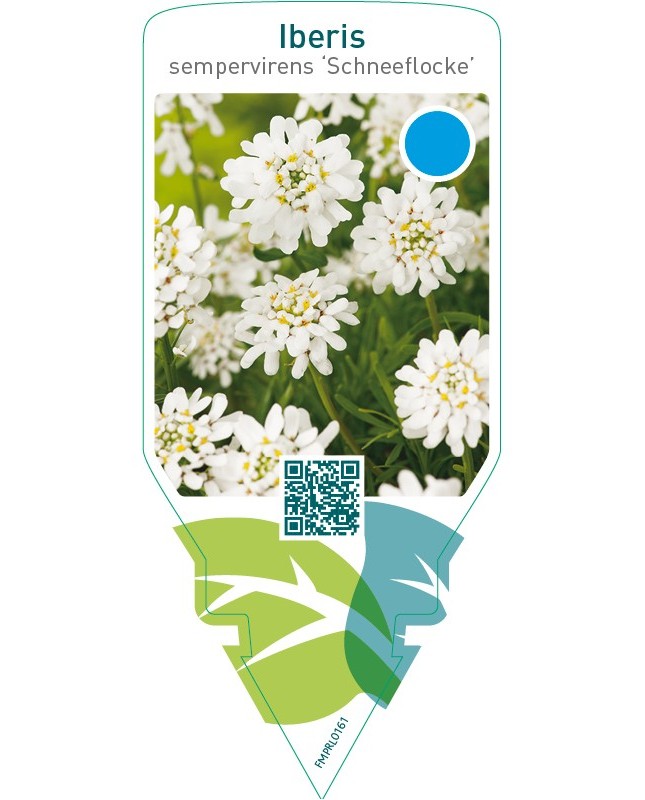Iberis sempervirens ‘Schneeflocke’