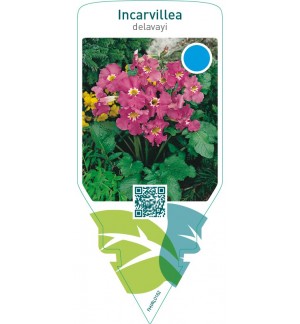 Incarvillea delavayi