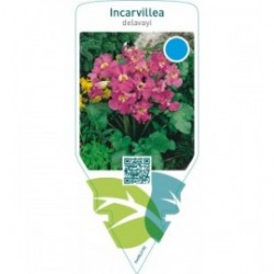 Incarvillea delavayi