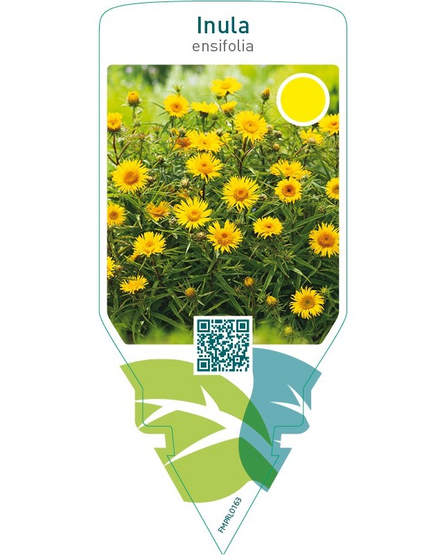 Inula ensifolia