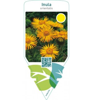 Inula orientalis