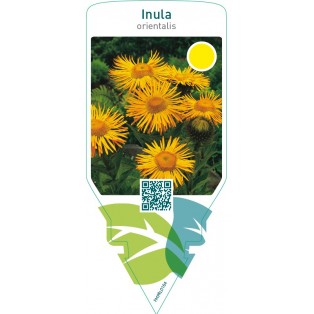 Inula orientalis