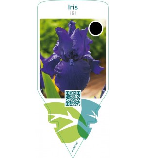 Iris (G)  dark blue