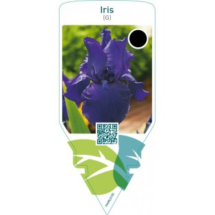 Iris (G)  dark blue