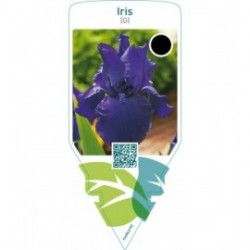 Iris (G)  dark blue
