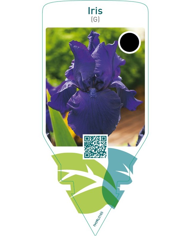 Iris (G)  dark blue