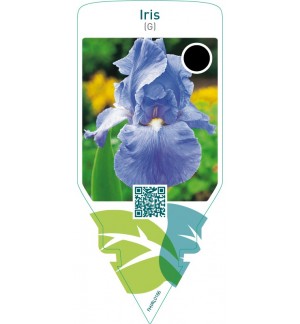 Iris (G)  bright blue